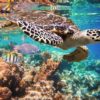 Pack Paraiso Tulum - Chichen Itza - Cenotes - Snorkel Akumal Tortugas - Isla Mujeres