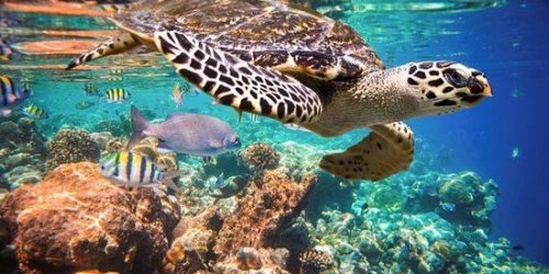 Pack Basico Chichen Itza- Cenotes - Snorkel Tortugas