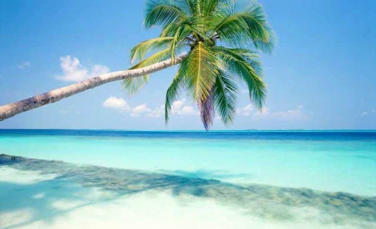 Excursión en la riviera maya con fondo de playa con palmera y mar. Uno de los tours con actividades