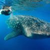 Nada con un Tiburón Ballena en la Riviera Maya