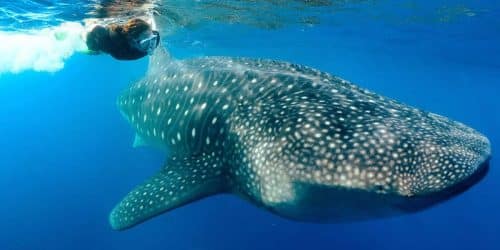 Nado con tiburón ballena
